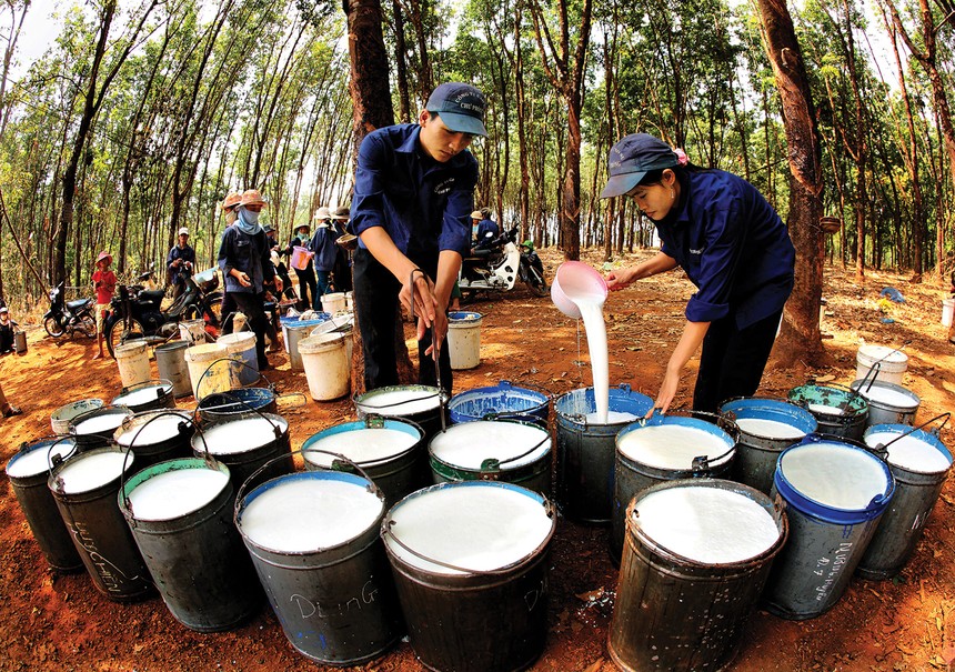 Hai động lực chính cho nhóm cổ phiếu cao su